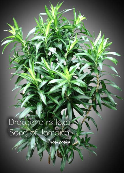 Dracaena - Dracaena reflexa 'Song of Jamaica' - Malaysian Dracaena 